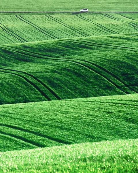 Määrin viljelty maatalousmaa — kuvapankkivalokuva