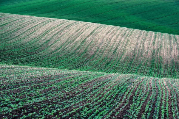 Paisaje rural abstracto con hileras verdes de cultivos —  Fotos de Stock