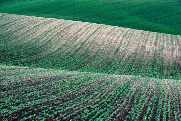 Абстрактный сельский пейзаж с зелеными рядами культур — стоковое фото