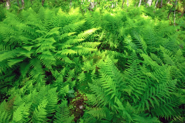 Lush norvegian fern bushs — Stockfoto