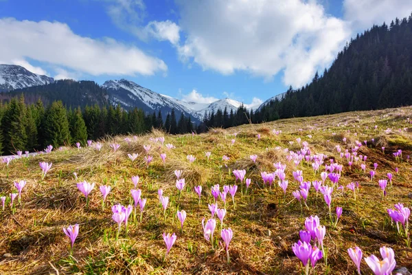 Flores de cocodrilo en primavera Alta montaña Tatras —  Fotos de Stock
