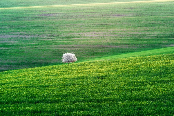 Landelijk landschap met groen veld en bloeiende boom — Stockfoto