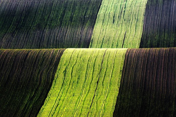 Зеленые и коричневые волны сельскохозяйственных полей — стоковое фото