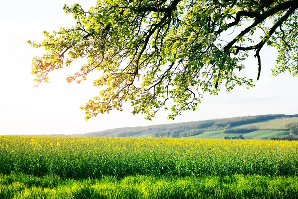 Zonnig landelijk zomerlandschap — Stockfoto