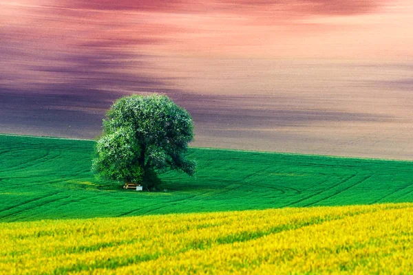 Abstract rural landscape with field and tree — Stock Photo, Image