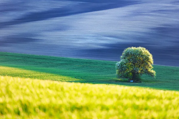 Абстрактный сельский пейзаж с полем и деревом — стоковое фото