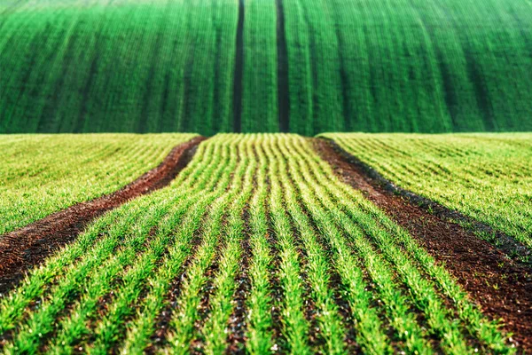 Zöld búza sorok és hullámok a mezőgazdasági területeken — Stock Fotó