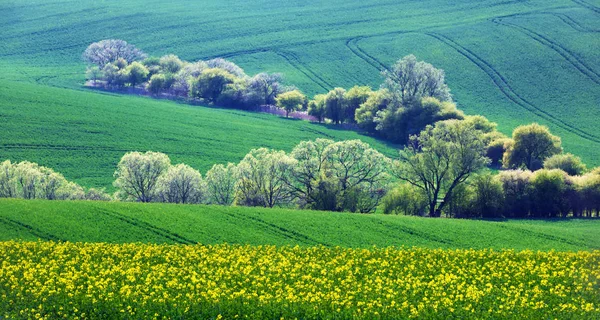 Krajobraz wiejski z polami i drzewami — Zdjęcie stockowe