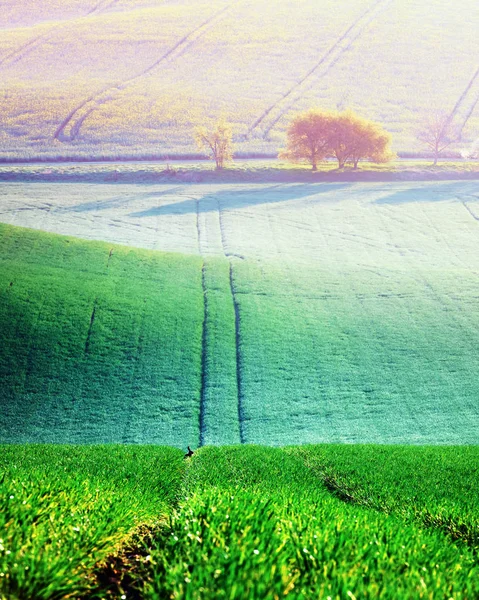 Pintoresco paisaje rural con campo verde y árbol — Foto de Stock