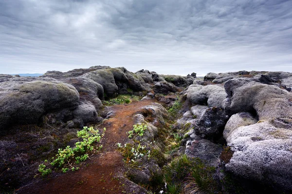 Lava veld bedekt met groen mos — Stockfoto