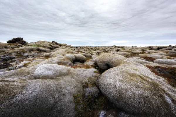 Lava field covered with green moss — Stock Photo, Image