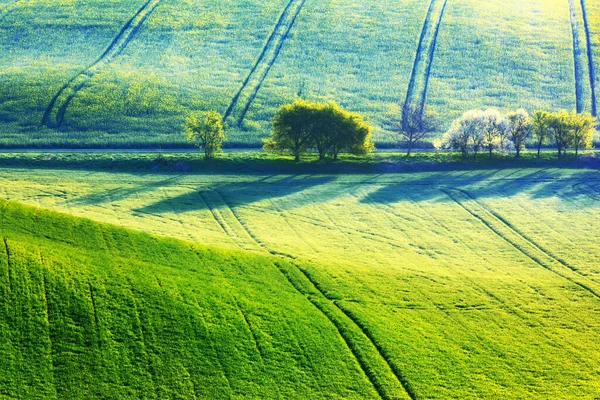 Живописный сельский пейзаж с зеленым полем и деревом — стоковое фото