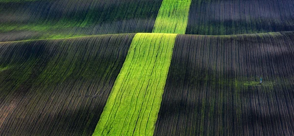 Tarım alanlarının yeşil ve kahverengi dalgaları — Stok fotoğraf