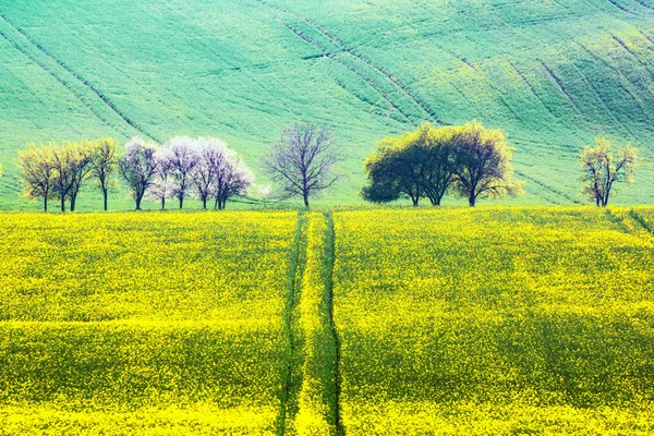 Pintoresco paisaje rural con campo verde y árbol — Foto de Stock