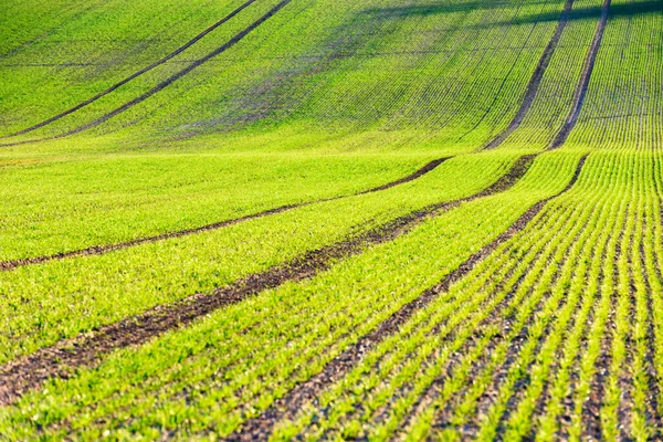 Filas de trigo verde y olas de los campos agrícolas —  Fotos de Stock