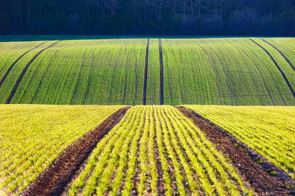 Rangées de blé vert et vagues des champs agricoles — Photo