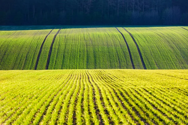 Filas de trigo verde y olas de los campos agrícolas — Foto de Stock