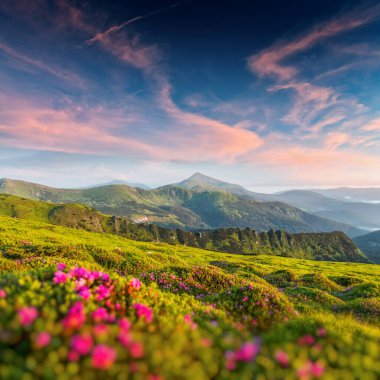 Dağlarda pembe rhododendron çiçekleri