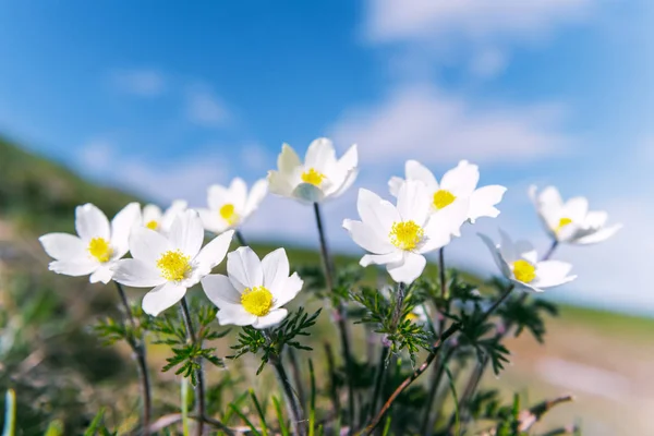Csodálatos táj varázslatos fehér virágokkal — Stock Fotó