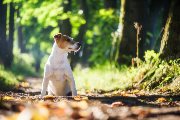 Jack russel teriér pes na podzimní alej — Stock fotografie