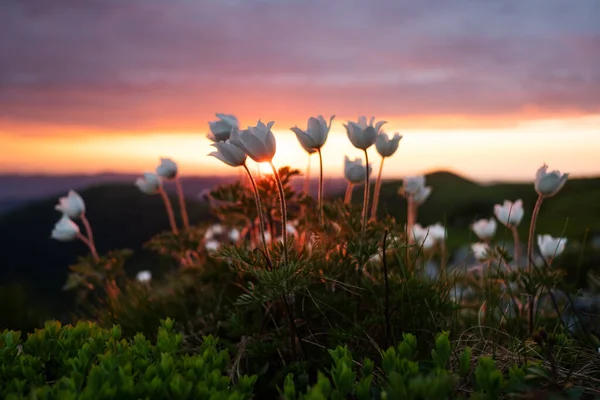 Удивительный пейзаж с волшебными белыми цветами — стоковое фото