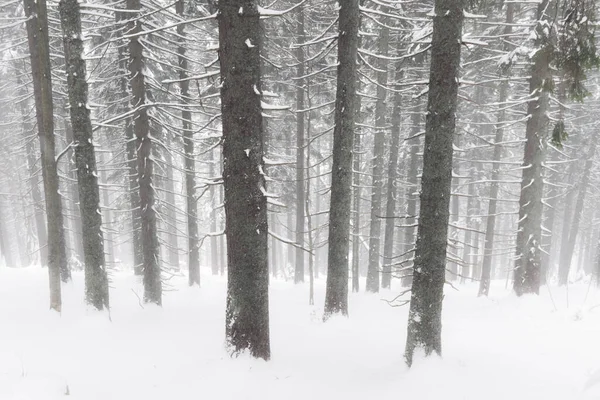 雪のスプルースの冬の森のパノラマ風景 — ストック写真