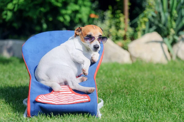 Jack Russel terrier cão encontra-se em uma cadeira de praia — Fotografia de Stock