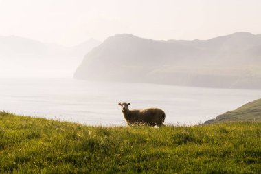 Faroe Adaları 'nda sabah manzarası