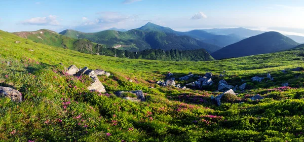 山中的粉红杜鹃花 — 图库照片