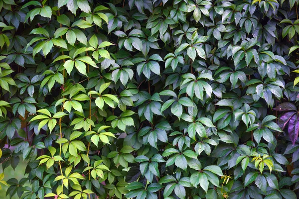 Textura de folhas de hera closeup. Parede verde . — Fotografia de Stock
