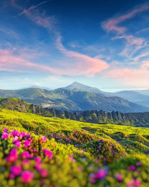 Pink rhododendron flowers in mountains — Stock Photo, Image