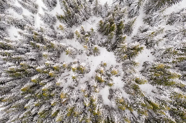 Aerial drone top down fly over winter spruce — Stock Photo, Image