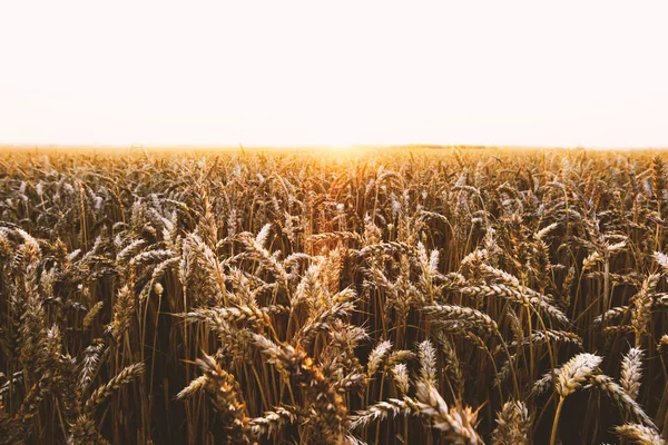 Спелые золотые пшеничные поля на фоне голубого неба — стоковое фото