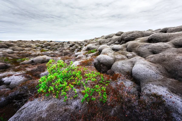 Lava fält täckt med grön mossa — Stockfoto