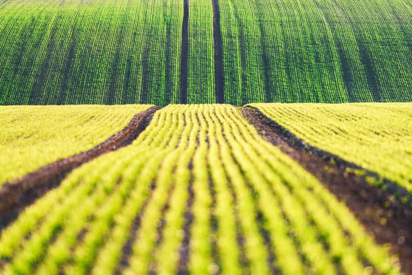 Filas de trigo verde y olas de los campos agrícolas —  Fotos de Stock