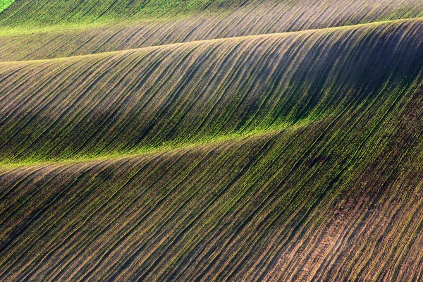 Paisagem rural abstrata com linhas verdes de culturas — Fotografia de Stock