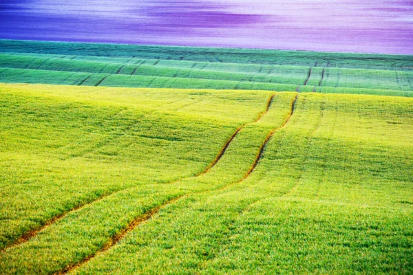 Groene tarwe rijen en golven van de landbouwvelden — Stockfoto