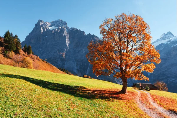 Pintoresco paisaje otoñal en el pueblo de Grindelwald — Foto de Stock