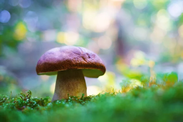 Big white mushroom in autumn forest — Stock Photo, Image