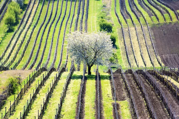 Amazing Spring Landscape With White Blossoming Cherry Tree — Stock Photo, Image