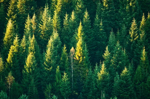 Beautiful evergreen forest with fir trees