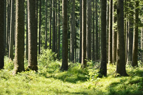 Vacker vintergrön skog med tallar och stigar — Stockfoto