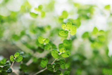 Yeşil çalı yaprakları yakın