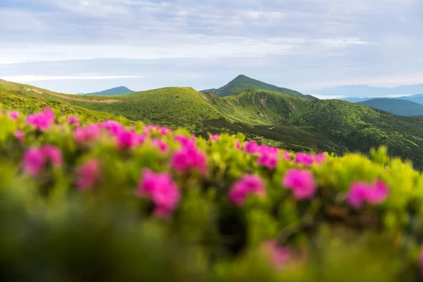 Pink rhododendron flowers in mountains — Stock Photo, Image