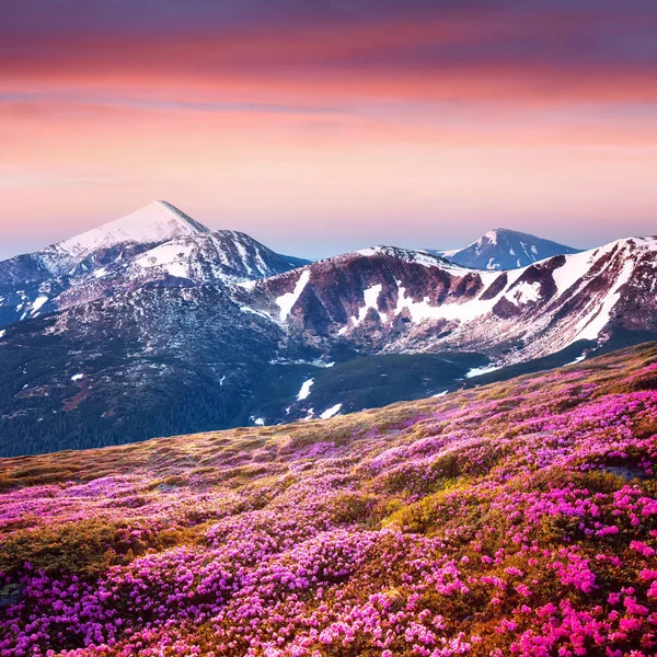 Рожеві квіти рододендрона в горах — стокове фото