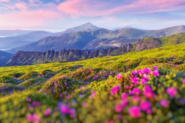 Rosa flores de rododendro nas montanhas — Fotografia de Stock