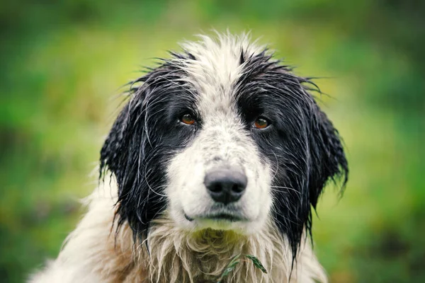 绿色背景的湿牧羊犬 — 图库照片