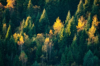 Köknar ağaçları olan güzel yeşil orman