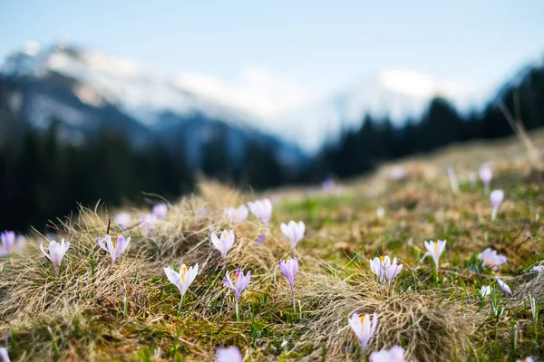 Crocus virágok tavasszal Magas-Tátra hegyek — Stock Fotó