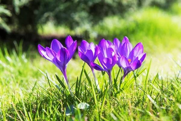 Primavera flor crocus na grama verde closeup — Fotografia de Stock